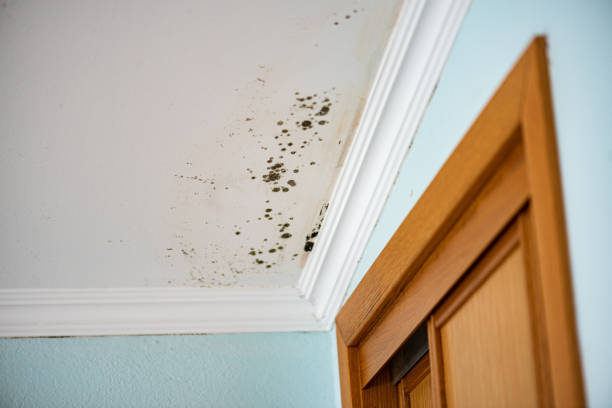Professional Mold Removal in New Carlisle, IN