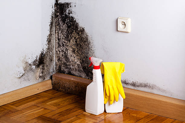 Office Mold Removal Services in New Carlisle, IN