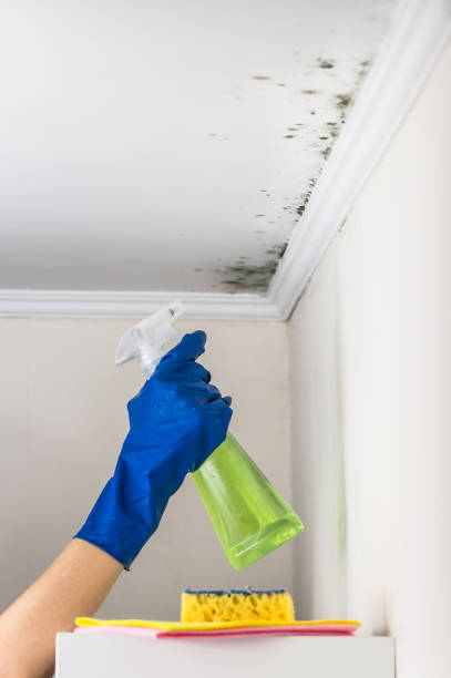 Best Affordable Mold Removal  in New Carlisle, IN