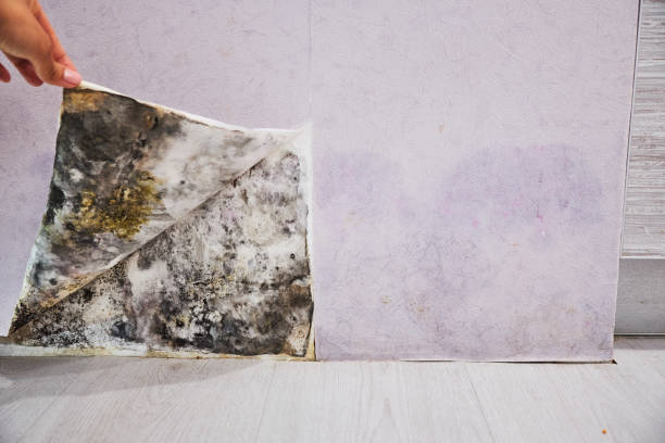 Best Mold Remediation Services  in New Carlisle, IN